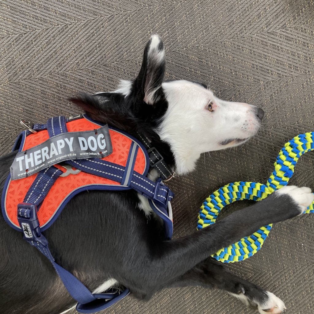 KarenBrackenri3's tweet photo. @hannahfox @TheBowesMuseum Every day! @McrMuseum Having a ball for 26yrs to date…with a cuppa or two…#TeamMM Work/Rest/Play #Together including #MeetMurray Pet Therapy Dog #ExpertColleagues #LearningSomethingNewEveryday #BestJobInTheWorld https://t.co/dHI1ATJcN0