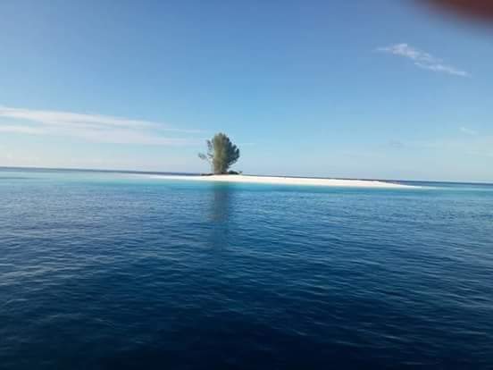 YohanesAkwan's tweet photo. Pulau Aiwyai, Pulau tak berpenghuni ini terletak di Kampung MIO SINDI, Distrik POOM Yapen Utara.. antara Pulau Biak dan Yapen. Pasir nya putih lembut dan air lautnya berwarna Toska Kebiruan. By Viral Papua FB https://t.co/L4g4xwgCr0