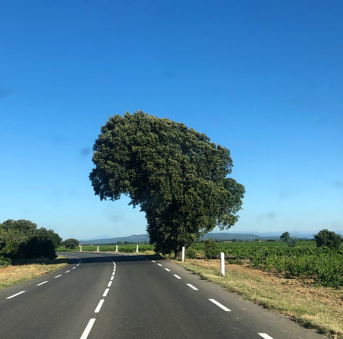 lecartographe's tweet photo. African tree 🌍
#MapInTheWild https://t.co/19P58dHcDJ