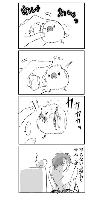 申し訳ない気持ちになる #文鳥 