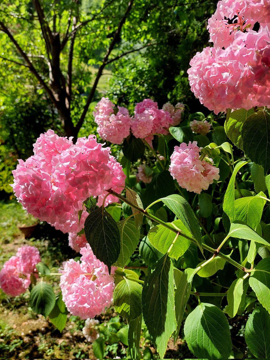 fiorediloto18's tweet photo. #Hidrangeas from my mother's garden for #FlowersOnFriday #Flowers #Ortensie #flowerphotography #garden #gardening #Hydrangea #GardeningTwitter
Happy Friday!! ๐ฟ๐ธ๐ธ๐ธ๐ฟ https://t.co/RXH2zf7K0Q