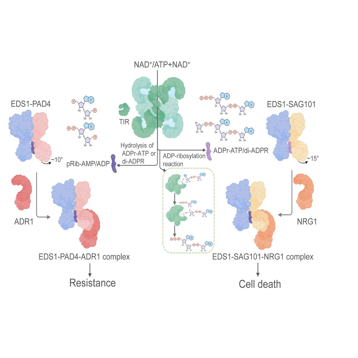 Parker Lab (@parkerlab_mpipz) on Twitter photo Two articles in Science from the Chai and Parker groups and colleagues in China find small molecule missing links in plant immunity
@henni_laessle <a href="/giurassicpark/">Giuliana Hessler</a> <a href="/Dongli_Yu/">Dongli Yu</a> <a href="/Junli68274596/">Junli Wang</a> <a href="/jan_gebauer/">Jan Gebauer</a> <a href="/mpipz_cologne/">MPIPZ Cologne</a>
#plantscience #missinglinkidentified #youbetterknowEDS1now Two articles in Science from the Chai and Parker groups and colleagues in China find small molecule missing links in plant immunity
@henni_laessle <a href="/giurassicpark/">Giuliana Hessler</a> <a href="/Dongli_Yu/">Dongli Yu</a> <a href="/Junli68274596/">Junli Wang</a> <a href="/jan_gebauer/">Jan Gebauer</a> <a href="/mpipz_cologne/">MPIPZ Cologne</a>
#plantscience #missinglinkidentified #youbetterknowEDS1now