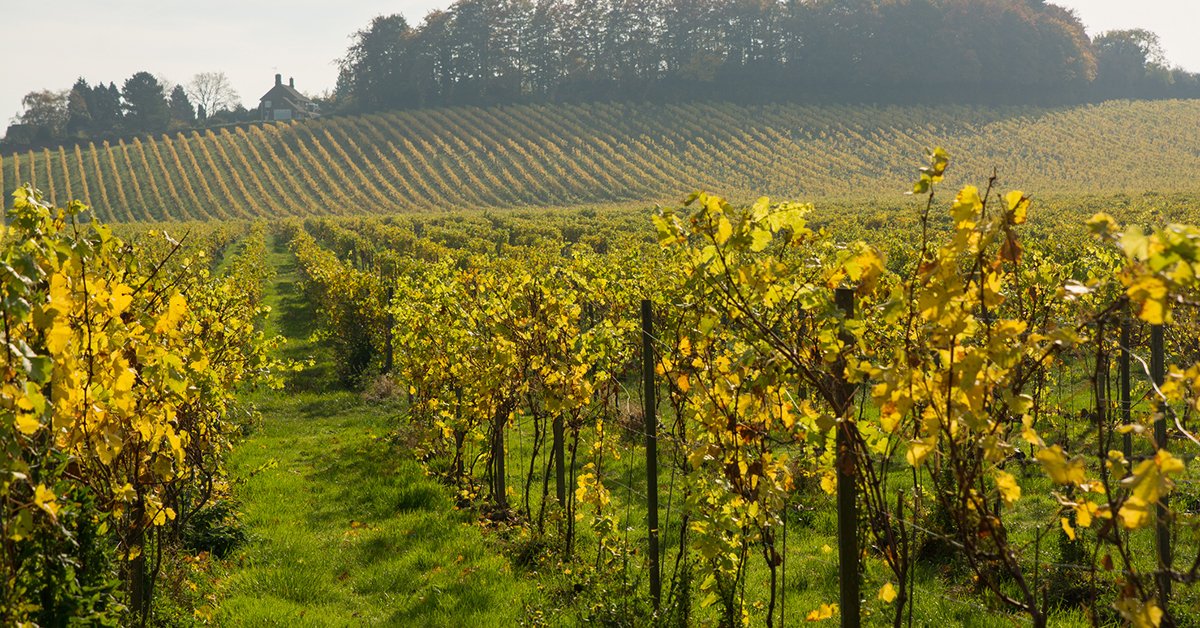 UEAResearch's tweet photo. New research suggests that climate change is predicted to increase UK wine production 🍷

Scientists @uniofeastanglia @VinescapesUK say conditions will resemble those in famous wine-making regions of France and Germany. 🍇

👉 https://t.co/92np0Mv3SE

#ThinkingWithoutBorders https://t.co/y3JfY5pa7T