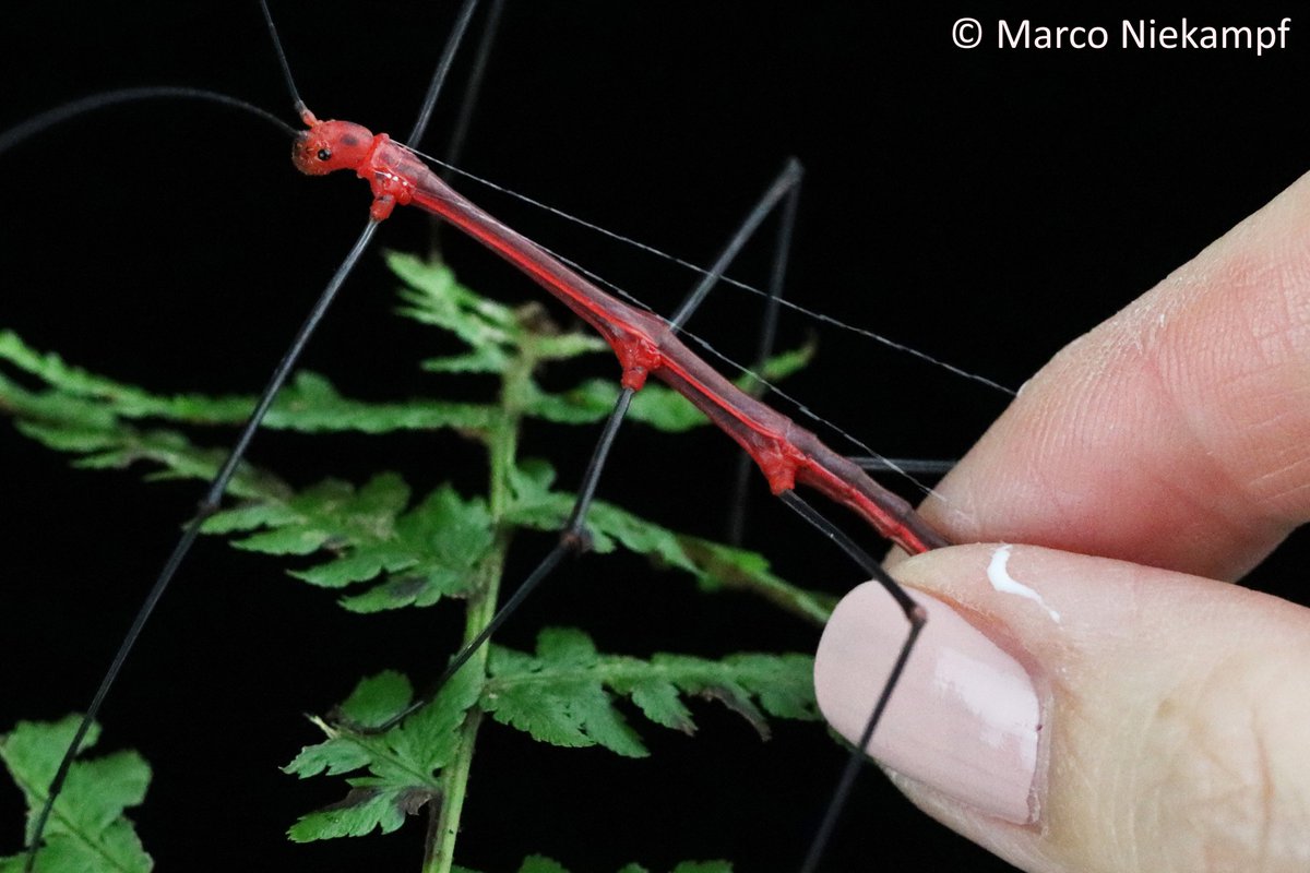 News about stick and leaf insects in our seminar <a href="/UGoe_AEB/">Animal Evolution Biodiversity</a>! <a href="/MNiekampf/">Marco Niekampf</a> will talk about "Reconstructing the morphological and chemical evolution of the prothoracic repellent glands in stick and leaf insects"!!! Save the date – 13.07., 12:00 (CEST)! PM me to get the link!