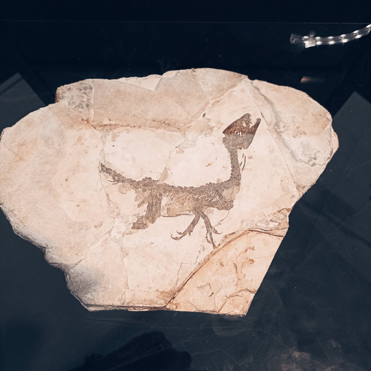 GRICA_UDC's tweet photo. It is #FossilFriday and one week ago our team of #VertebratePaleontology researchers had the privilege to visit the home of #Scipionyx, in #Pietraroja🦖🦕! A very interesting tour, thanks @EAVPalaeo for it! #EAVP2022 #PaleoLab #Cretaceous #Paleontology #OpenScience https://t.co/nkE7aS7agL