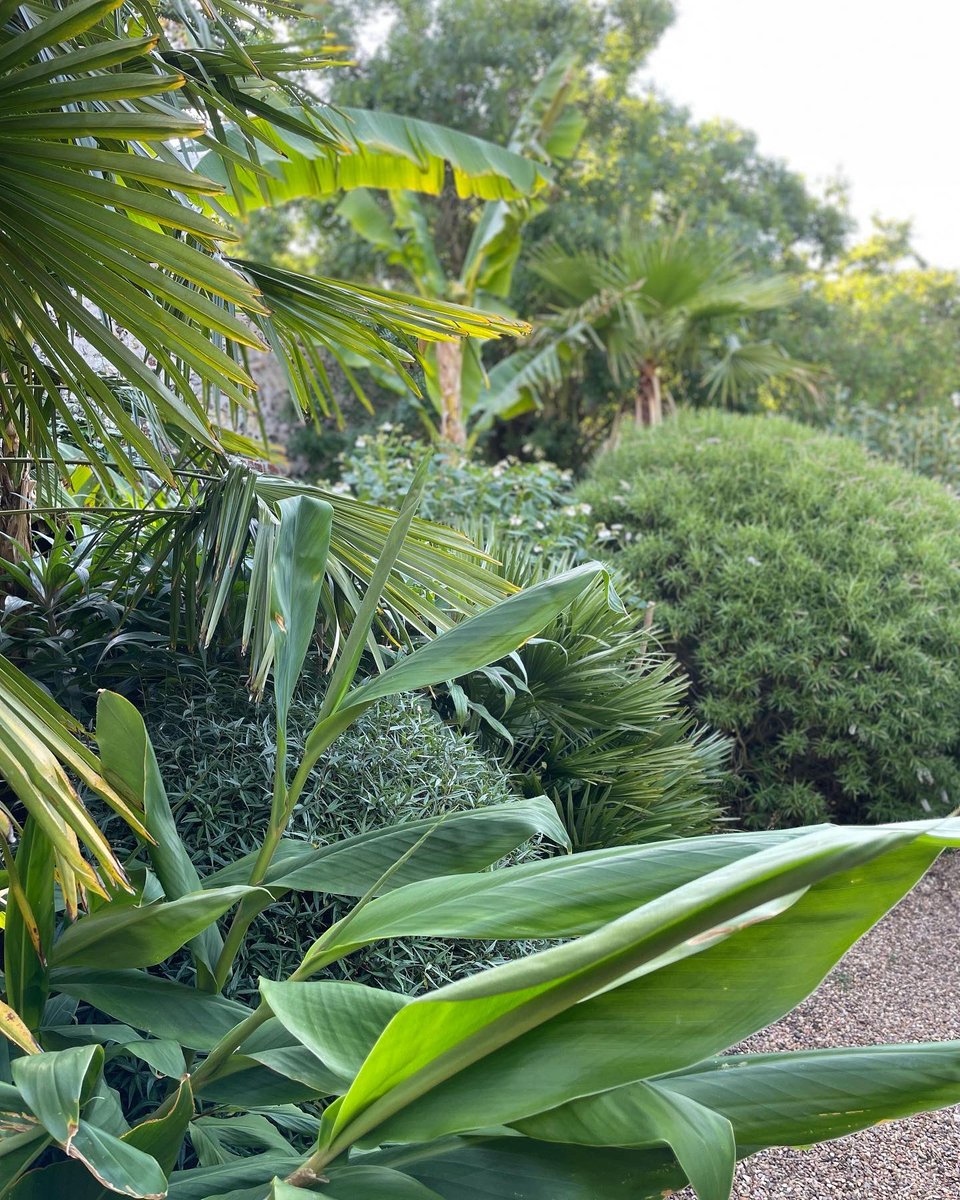 Head Gardener (@bishopsgardens) on Twitter photo This Sunday we are open in support of <a href="/theclareschool/">theclareschool</a> between 1-4.30pm.
There will be tea and cake, and plants for sale.
We hope to see you there!
#Norwich #gardensoftwitter #charity This Sunday we are open in support of <a href="/theclareschool/">theclareschool</a> between 1-4.30pm.
There will be tea and cake, and plants for sale.
We hope to see you there!
#Norwich #gardensoftwitter #charity