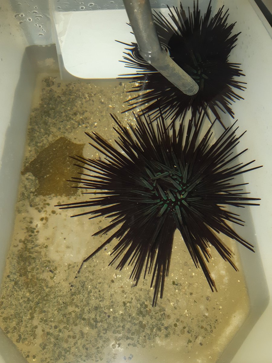 Milly Caley @millycaley.bsky.social tweet media