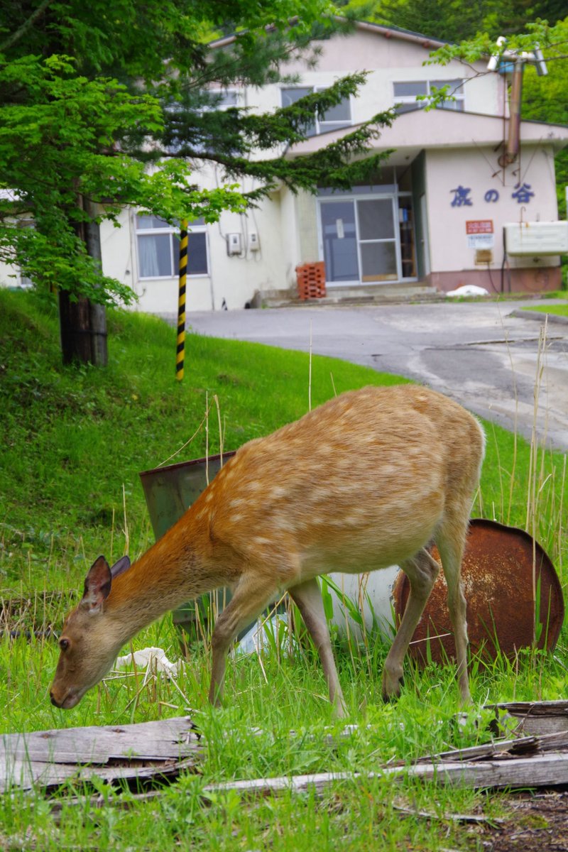 cub017's tweet photo. 6/13
その日行くところはその日に決める！って感じの旅なので、ホクレンSSで知り合った人におすすめの道教えてもらった！
層雲峡、三国峠
温泉入りたかったからツーリングマップルで探したけど、×大雪高原(今年は6/20～)、×岩間温泉(林道決壊)、３年前の地図じゃけん！💦
ほろか温泉鹿の谷は当たり！ https://t.co/EdX3b8tcHD