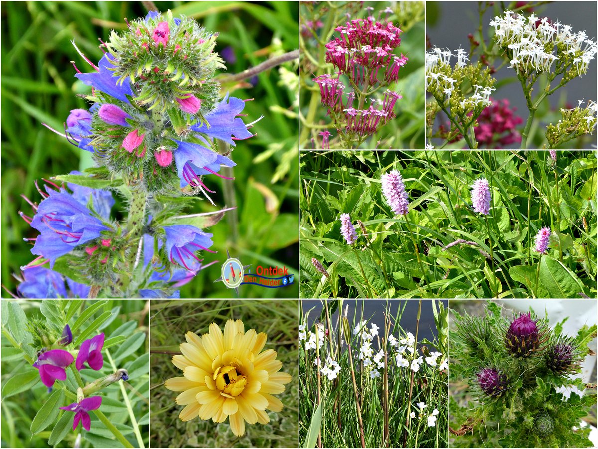ontdekdenhelder's tweet photo. #oeverplanten langs Helders kanaal en #vaarten #DenHelder - #bloemen #flower #wildflower #natuur #nature #vrijdag #FridayMotivation #colorful https://t.co/cJhIWXiA69