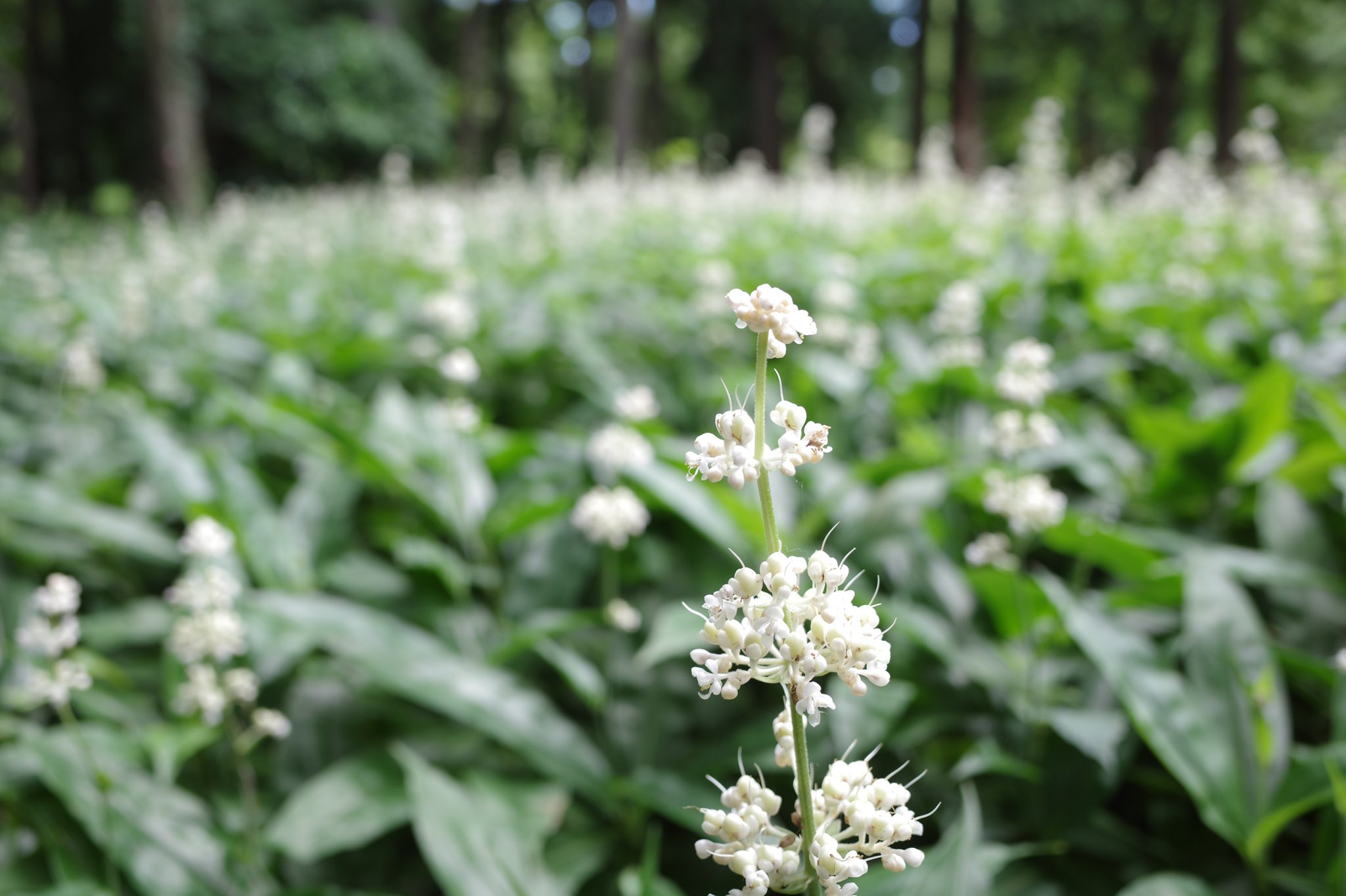 犬神明 ヤブミョウガ 薮茗荷 が 綺麗でした その花言葉は 報われない努力 苦しみを和らげる です 武蔵野市 吉祥寺 井の頭恩賜公園 ヤブミョウガ 薮茗荷 Polliajaponica 花 花言葉 Streetflowers Flower T Co Oq2uvlvwxd
