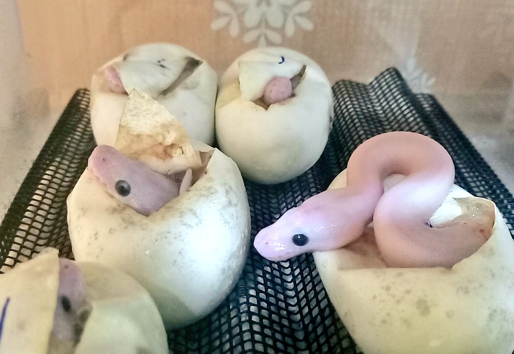 BallPython1207's tweet image. ワクワクするー(゚∀゚*)(*゚∀゚)✨✨✨
#ボールパイソン
#バナナの家
#ballpython
#爬虫類