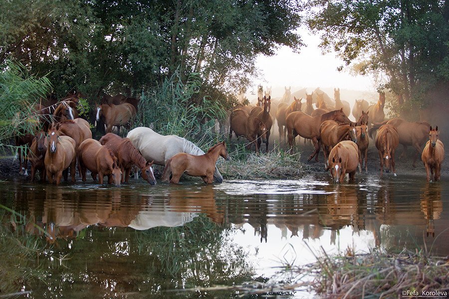 стадо животных. пришедших на водопой. на водопое игнатьев александр. табун лошадей. заброшенный водопой.