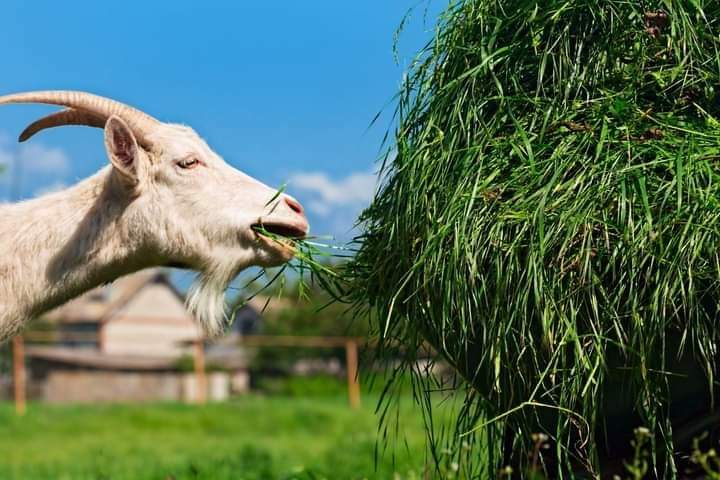 BulInfinity's tweet photo. Beware !!
Keep your Qurbani BAKRAY away from plants
As the history tells us that a BAKRA can eat up the whole garden.
#Fadak https://t.co/1xUSNg6cLx