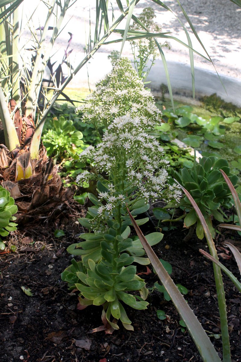 HuertodelCura's tweet photo. El #bejeque (Aeonium canariense) es una especie de planta perteneciente a la familia #Crassulaceae. Es originaria de las Islas Canarias, concretamente de la #Gomera, localmente abundante, entre los 300 y 900 metros sobre el nivel del mar. https://t.co/f5Ch9PKpuU