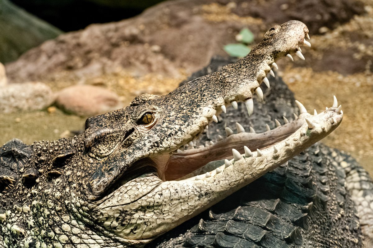 Forskare vid Uppsala universitet på väg att hitta orsaken till varför krokodiler inte hör sämre med åren. Förhoppningen är att den kunskapen ska kunna hjälpa människor med hörselnedsättningar.
https://t.co/nbM6LcEIrv 
@HelgeGm #hörselnedsättningar #läkemedelsutveckling https://t.co/xPnoFU6VXm