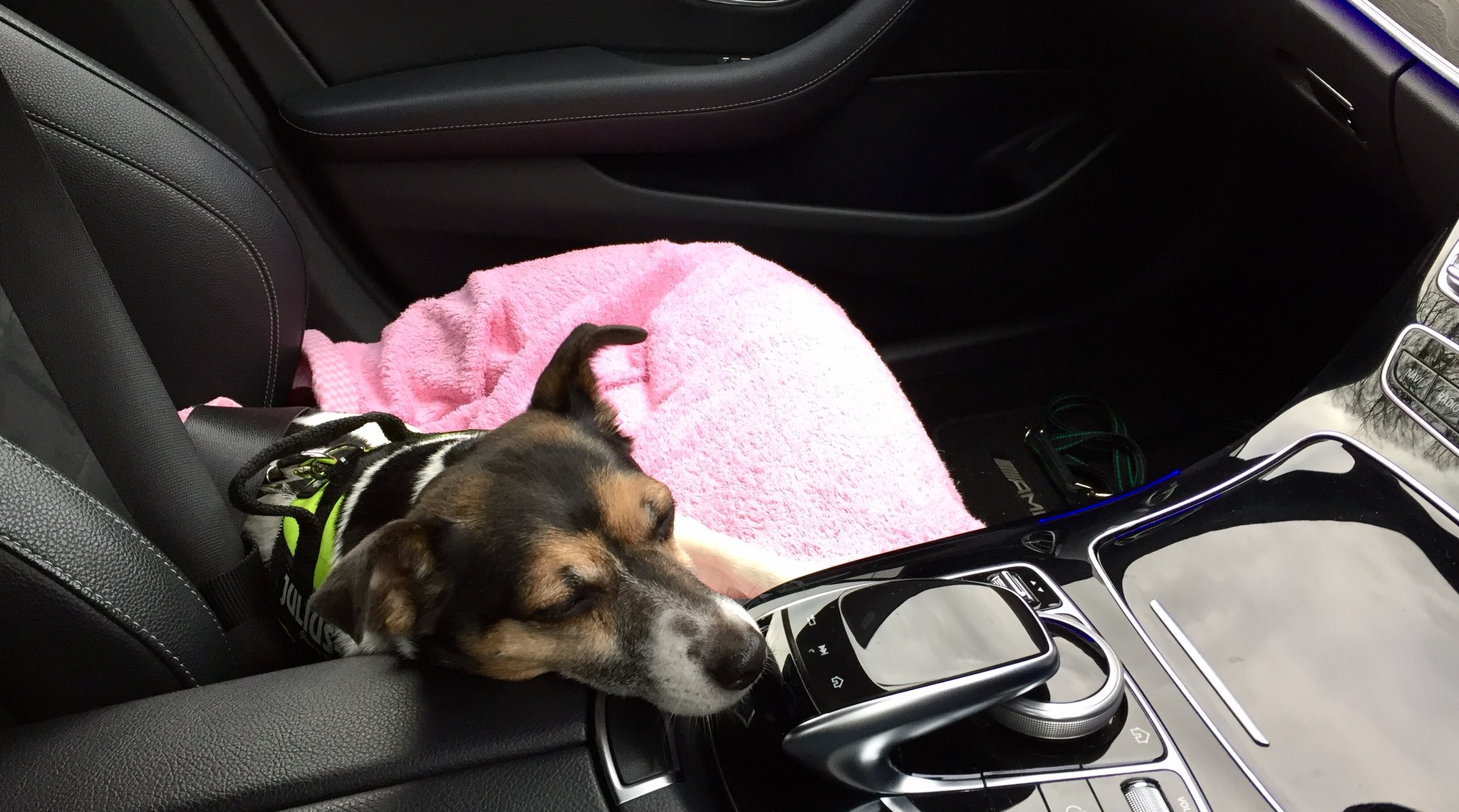 Road Safety Wales on Twitter "Never ever leave your dog unattended in