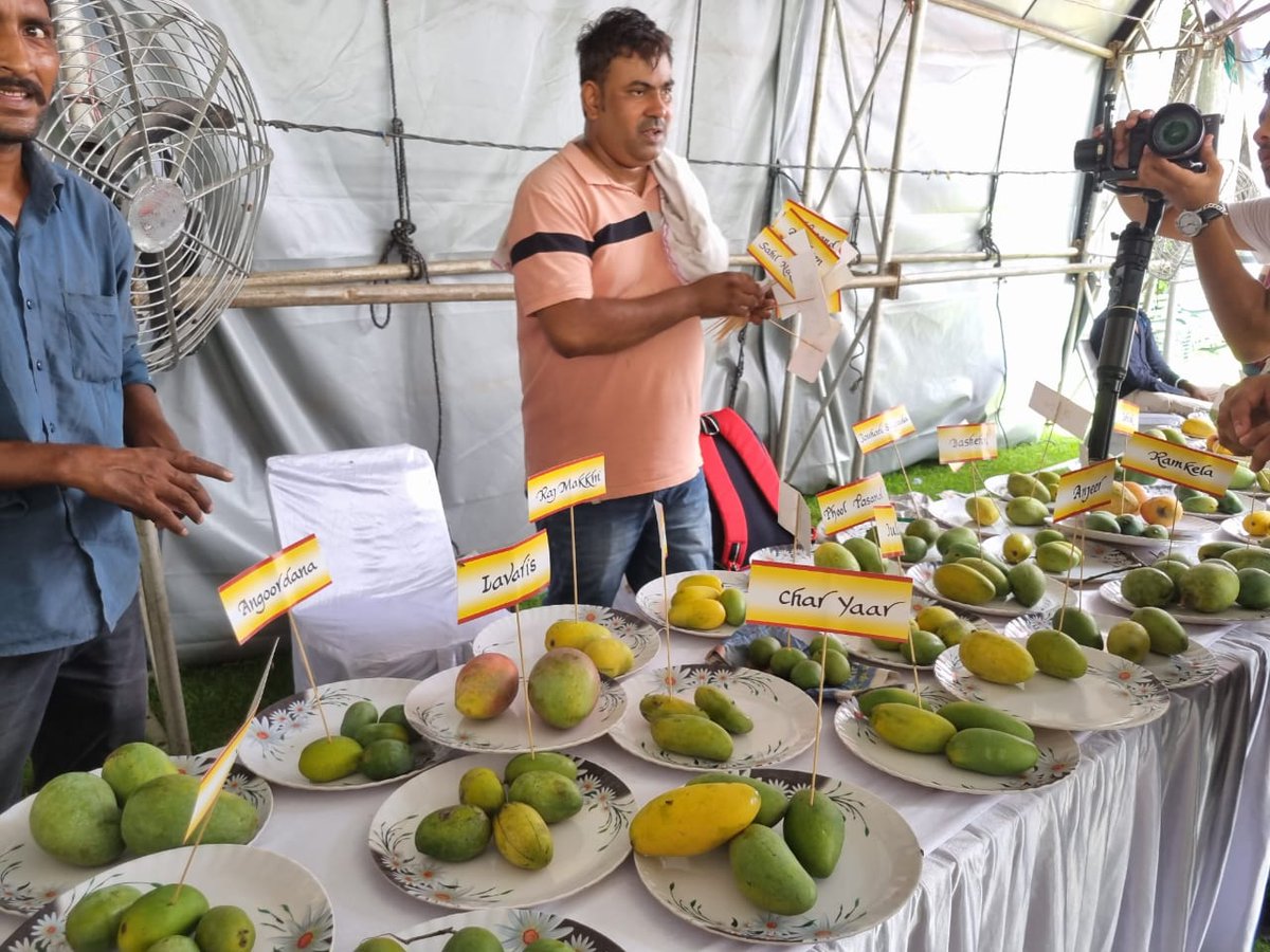 IsraelinIndia's tweet image. DCM @RonyYedidia attended the inaugural ceremony of the #MangoMela 🥭 at Yadavindra Gardens, Pinjore in Haryana. 

She was delighted to see and try the varieties of #mangoes and related products and the vibrant cultural activities.