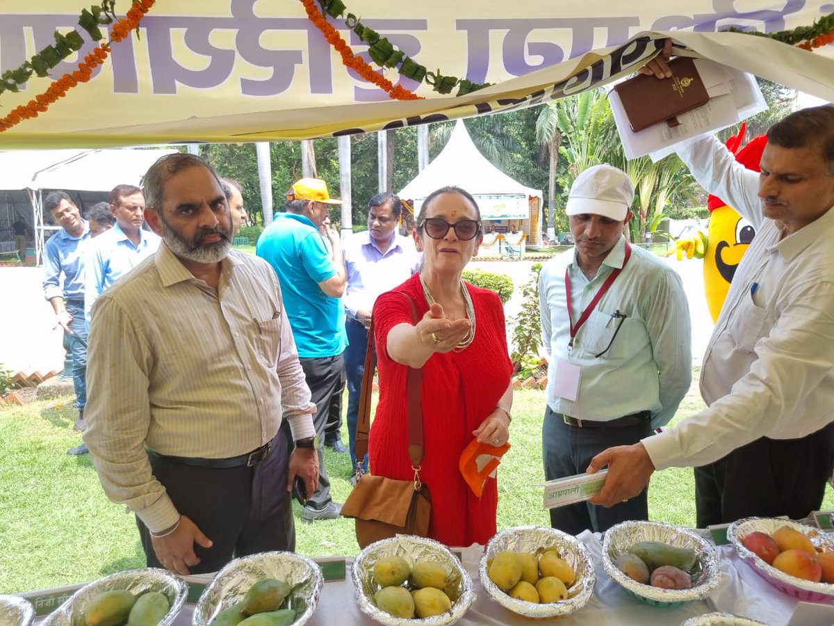 IsraelinIndia's tweet image. DCM @RonyYedidia attended the inaugural ceremony of the #MangoMela 🥭 at Yadavindra Gardens, Pinjore in Haryana. 

She was delighted to see and try the varieties of #mangoes and related products and the vibrant cultural activities.
