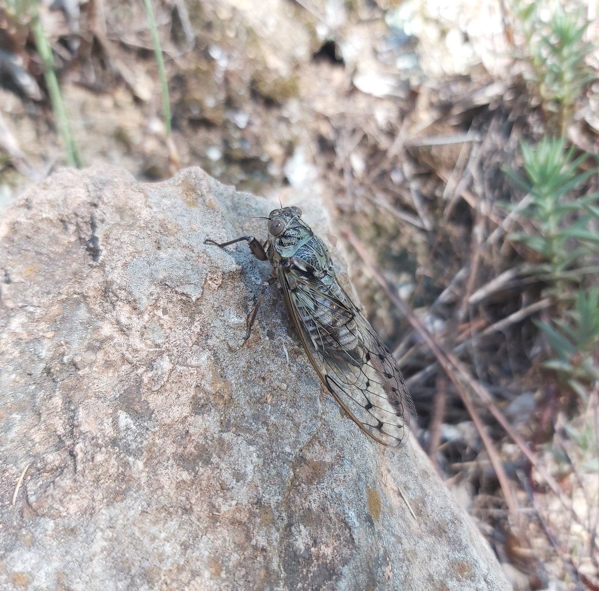 adria_compte's tweet photo. Cigala del pi (Cicada orni)
#SantDaniel #Girona https://t.co/fUyO0KrjFU