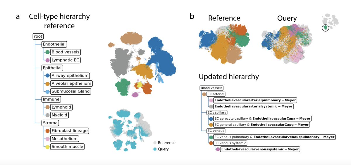 (1/8) Excited to share our new work, we tackled: 1) how to learn a harmonized cell-type hierarchy/taxonomy across many studies with different annotations, 2) how to automatically identify novel cell states (e.g. disease) when mapping new query data. (doi.org/10.1101/2022.0…)