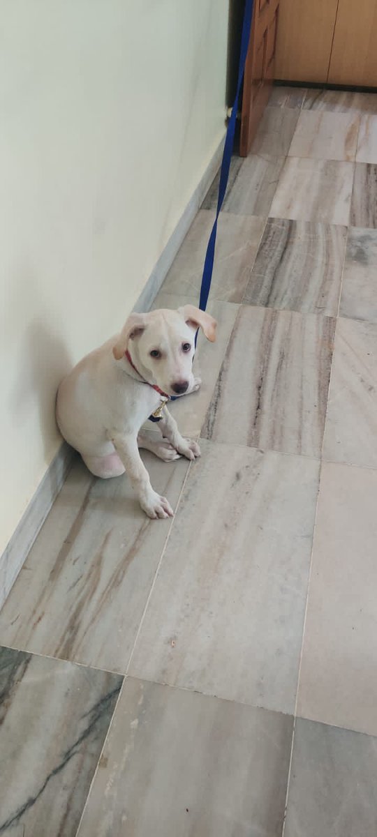 SulbhaArora's tweet photo. Mumbai Adoption Appeal
3 months old, fully vaccinated labrador. Currently with a family in Mulund, who is unable to look after him any more. If you have it in your heart to provide him a loving home, please contact Mr Lalit +91 98331 77790. Pls RT. 
#AdoptDontShop https://t.co/dpvIAQzyvL