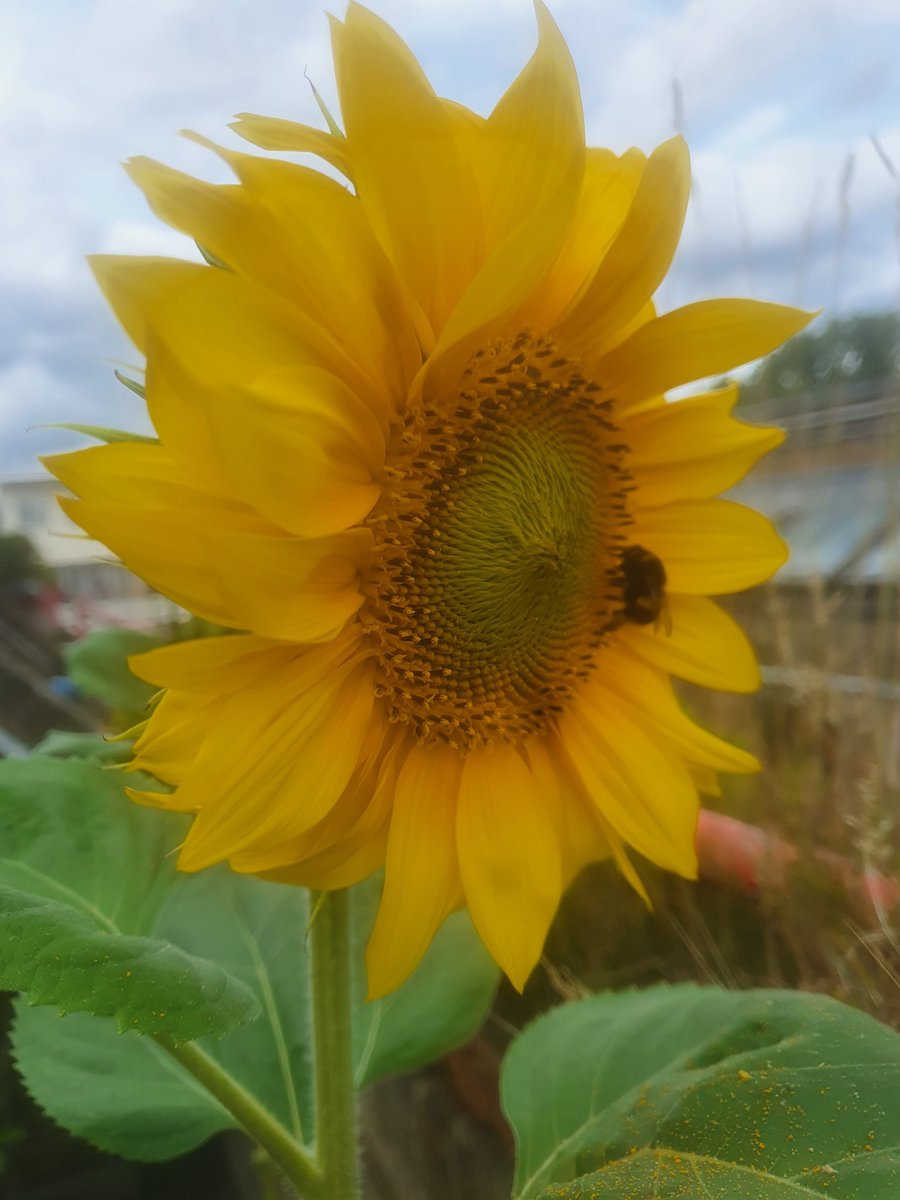 CHASEJLONDON's tweet photo. *UPDATE UPDATE* INTO WEEK 11 (FLOWERING) OF @TogetherukTV Sunflower Challenge π» MY TALLEST ONE RIGHT NOW HAS BLOOMED AND HAS A NEW LIL FRIEND π
#TogetherTV #SunflowerChallenge #sunflowers #SunflowerChallenge2022 https://t.co/Jm2vw7YDKZ