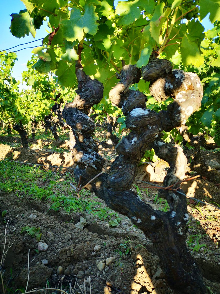 Julián Palacios - Viticultura Viva tweet media