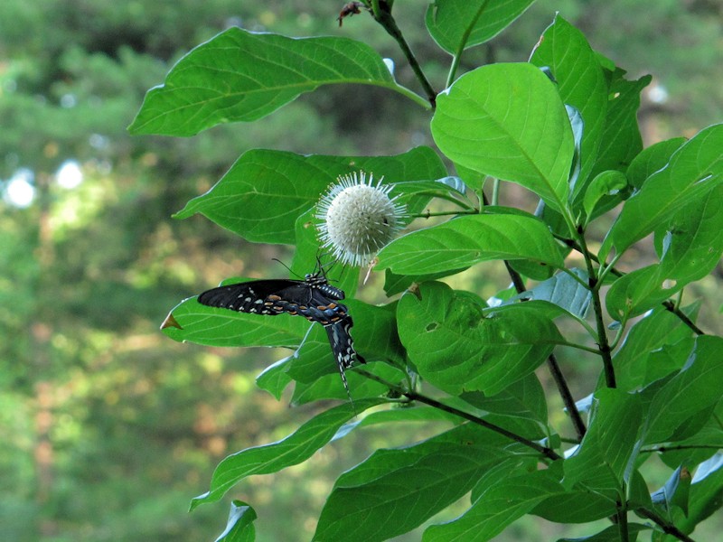 AndiFerguson1's tweet photo. #FridayArchiveBlogging has a case of b-itis: #buttonbush, #bees, #butterflies (just ignore that skipper that snuck in).
Taken #OnThisDay July 8, 2012 and 2013 https://t.co/lWUy6ORFBN