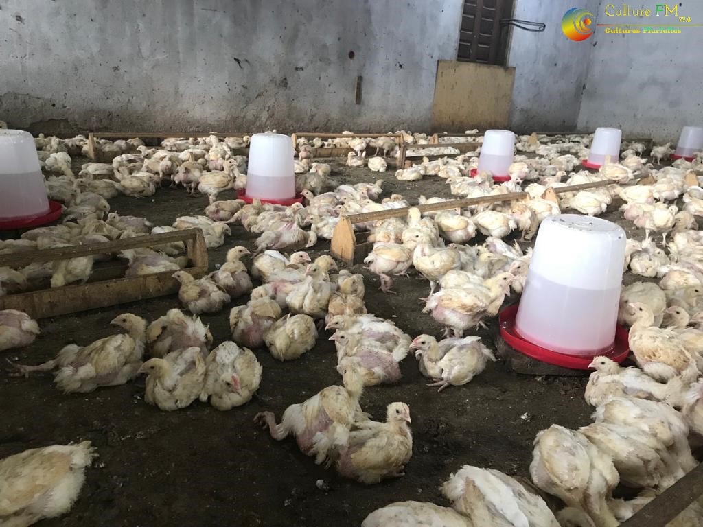 RadioCultureFm's tweet photo. Célébrez la #Tabaski avec du #Pouletbio
Les commandes au 6 53 75 41 73
#FibeLaB #Eséka #Bogso #Cameroun #CultureFM https://t.co/m8MjF7tNxb