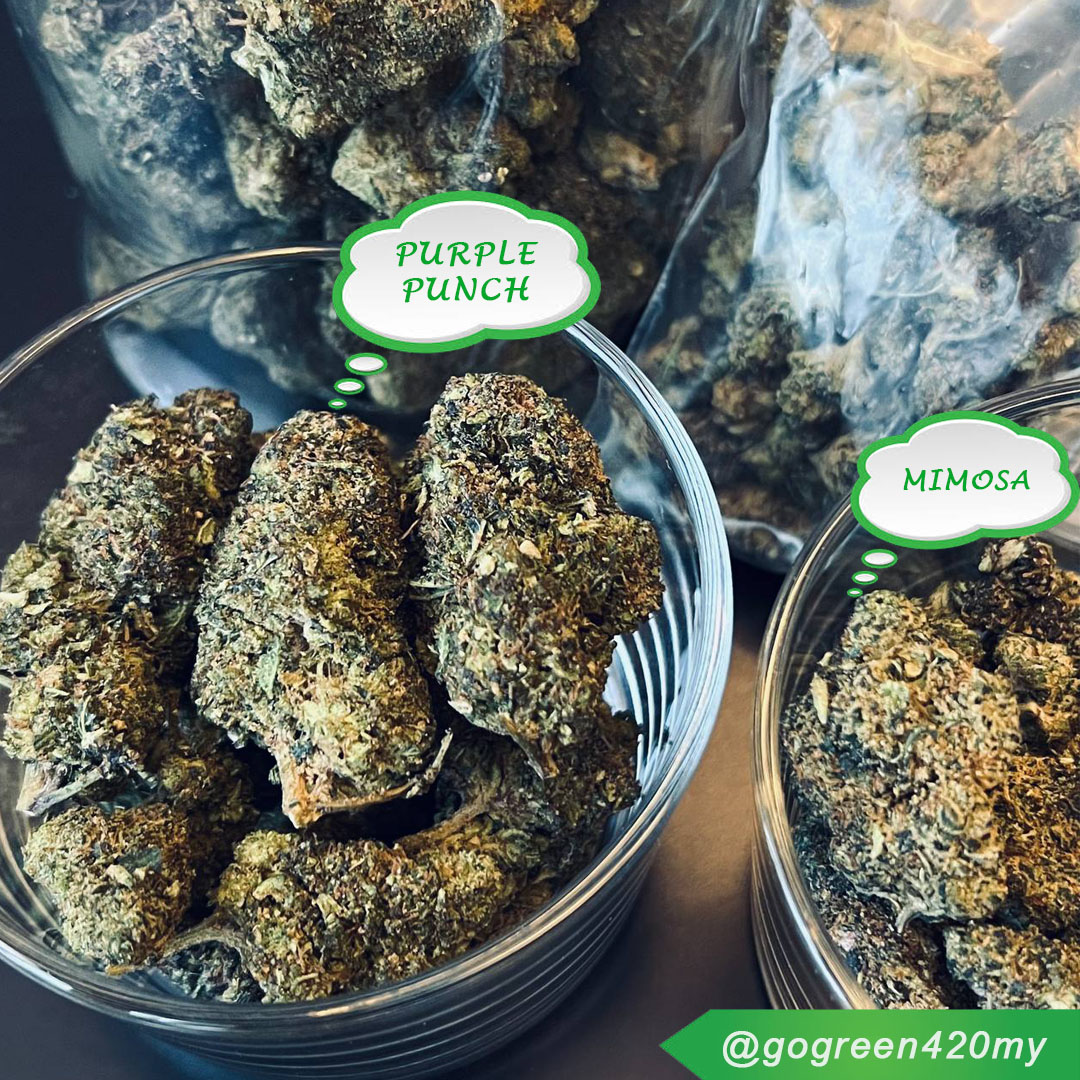 GoGreenMY420's tweet photo. Fresh cannabis flower and buds🍁
#Sative #Indica #Hybrid, we got all you need.

加拿大进口，顶级大麻花🌹
全马最安全，最新鲜，最多品种
还找价钱实惠又可靠的卖家？
赶快点击主页链接联系我们吧😉 https://t.co/mZ4tuNm6as