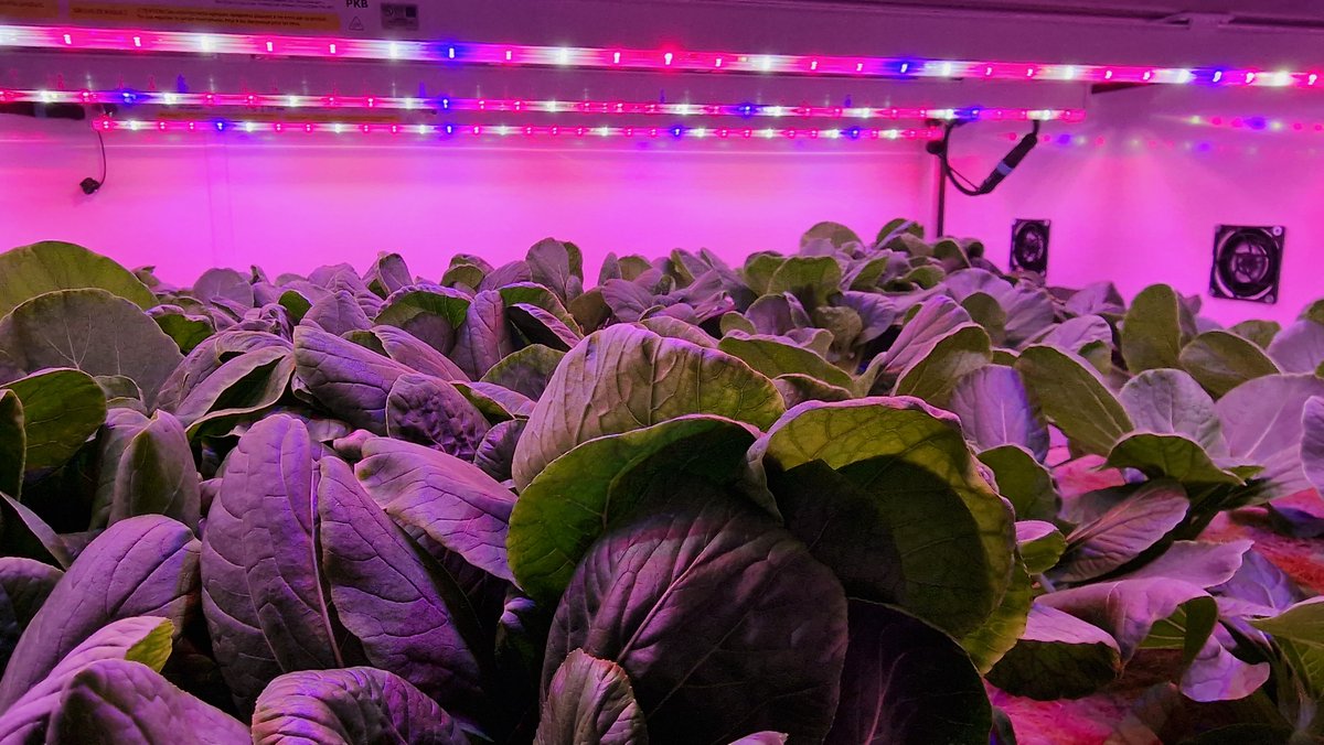 greenbuildsys's tweet image. Global demand for food is rising. By 2050, the global population is predicted to increase to 9.8 billion.

Find out more about how we're helping to contend with this via our bespoke modular #verticalfarming solutions.
greenbuildsystems.co.uk/investor-infor…

#Sustainability #agtech #plantbased