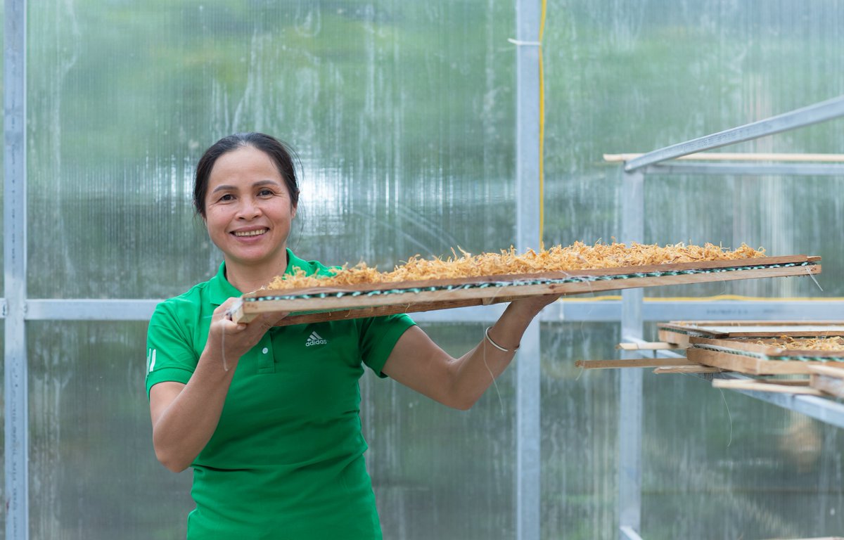Hardworking and courageous in the face of adversity, Ms Dinh Thi Oanh is a valued member of the Xuan Nha Clean Bamboo Shoot Cooperative. She discusses the opportunities offered to her through the Cooperative and @Aus4E.
#aus4Vietnam #agriculture
ow.ly/wT2350JJ5aQ