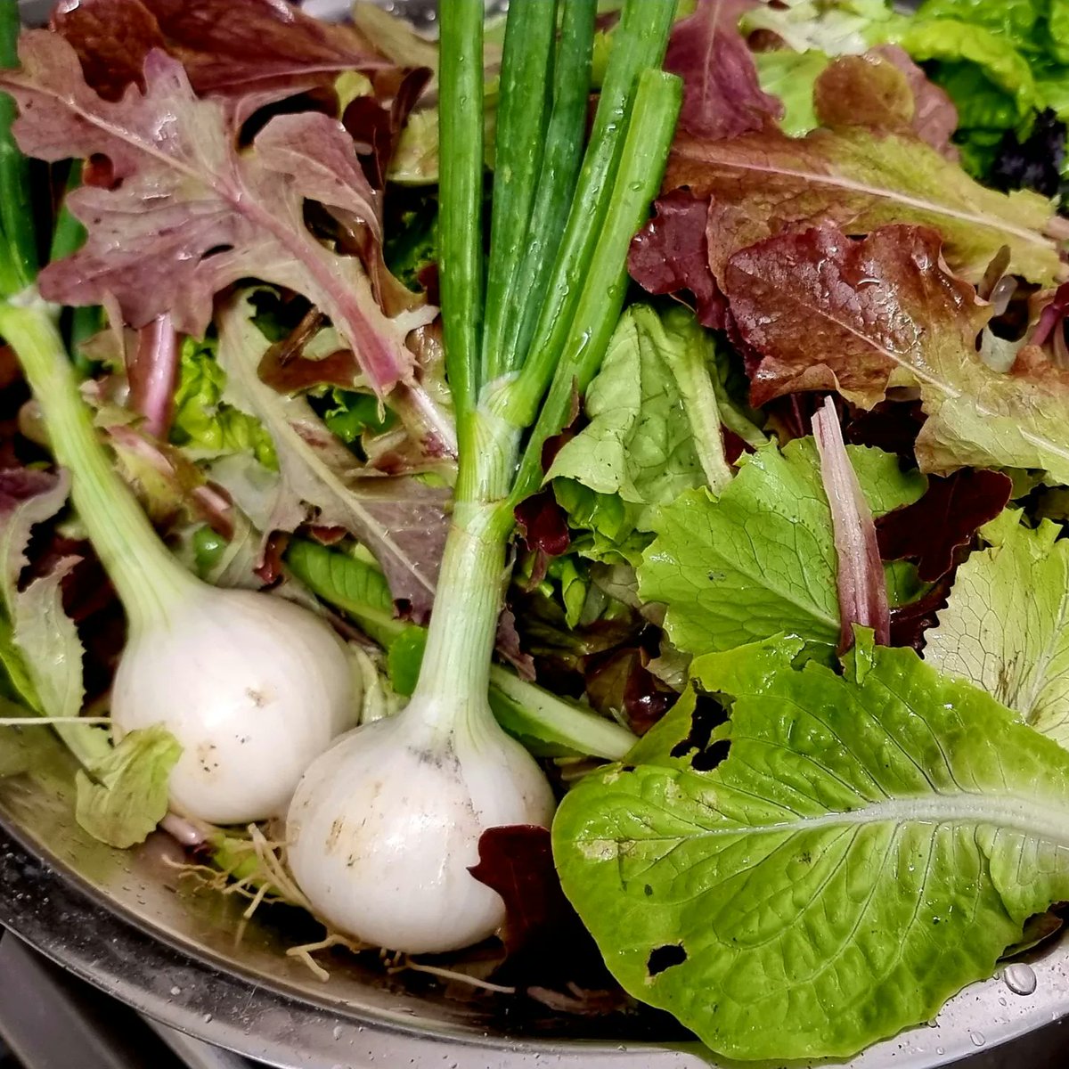 Come and see us today. We have a wonderful bounty of lovely things from the Sheppard's allotment.  Iced coffees and teas and later, by reservation Half Price Cocktails and Supper! #supportlocal #WomeninBusiness #locallygrown