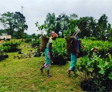 AgriGoI's tweet photo. Distribution of Planting Material were undertaken in Meghalaya under MOVCDNER (Phase-III).
@nstomar
@ShobhaBJP
@KailashBaytu
@PIB_India
@mygovindia
@Sampraveen0406
#movcdner #movcdnermeghalaya #plantingmaterial #organicfarming #Farming #Agriculture #Globalagriculture https://t.co/Xkerd3MUgo