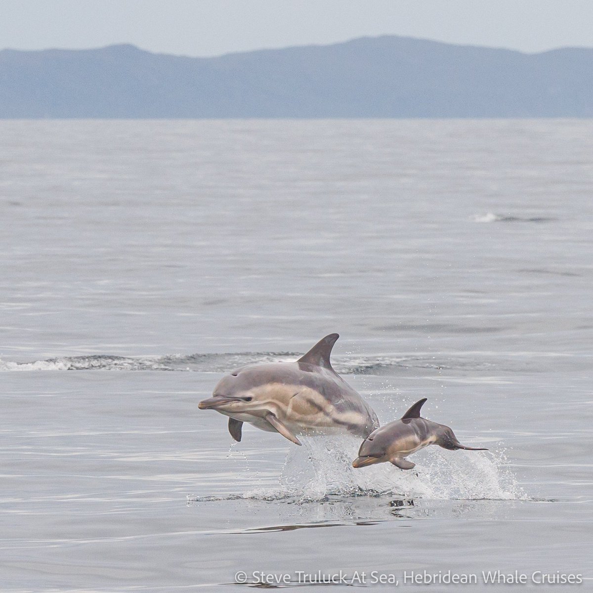 Absolutely loving seeing all the newborn common dolphins at the moment!❤️🏴󠁧󠁢󠁳󠁣󠁴󠁿🙂🐬 #dolphin #baby #newborn