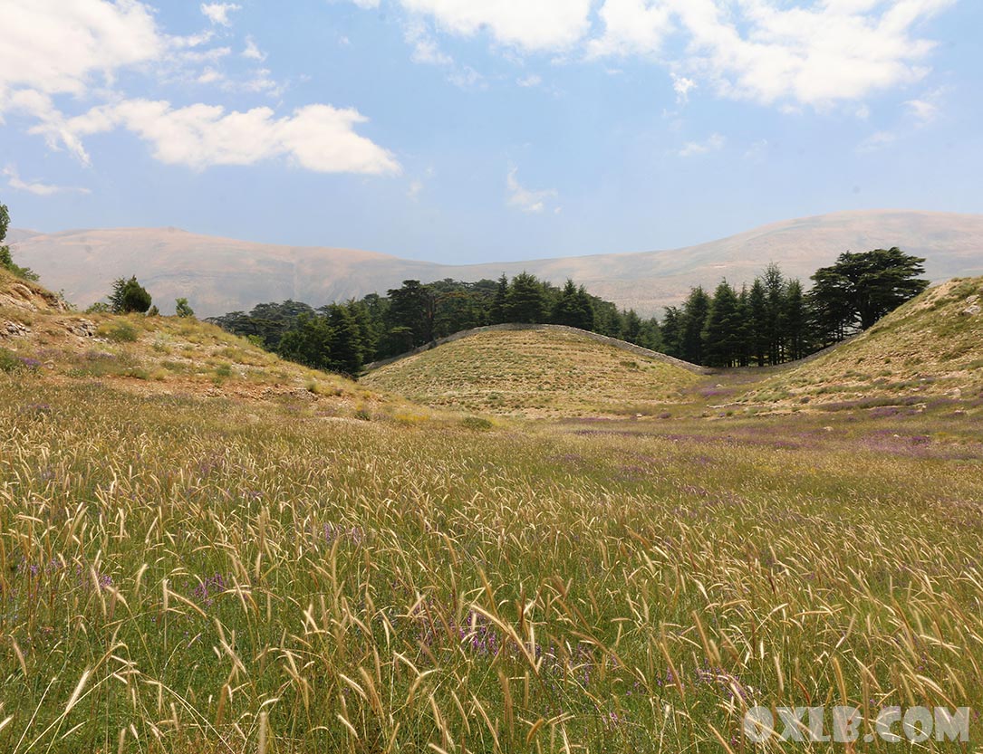 onefineart's tweet photo. Peaceful and beautiful Lebanon... Photos have been taken in Bshari Cedars reserve.
Visit https://t.co/BQIWMwsypk

#lebanon #bshari #lovelebanon #mylebanon #cedaroflebanon #cedarsoflebanon #discoverlebanon #cedarreserve #lebanonphotos #idreamlebanon #لبنان https://t.co/rZEwFliGt5