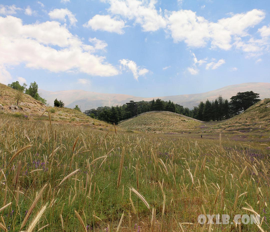 onefineart's tweet photo. Peaceful and beautiful Lebanon... Photos have been taken in Bshari Cedars reserve.
Visit https://t.co/BQIWMwsypk

#lebanon #bshari #lovelebanon #mylebanon #cedaroflebanon #cedarsoflebanon #discoverlebanon #cedarreserve #lebanonphotos #idreamlebanon #لبنان https://t.co/rZEwFliGt5