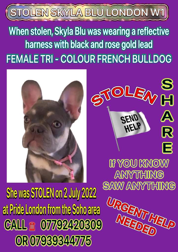 joannew0112's tweet photo. 🔥 #MakeTooHotToHandle #rt 🔥 Skyla Blu #supportdog was cruelly #stolen from her vulnerable owner along with other belongings at #pridelondon on 2nd July,  who would do something so despicable 😡 we urgently need to find her  #StolenSkylaBluW1 📞 with info https://t.co/KC3sdVQ7Sl https://t.co/5cXfKiHM96