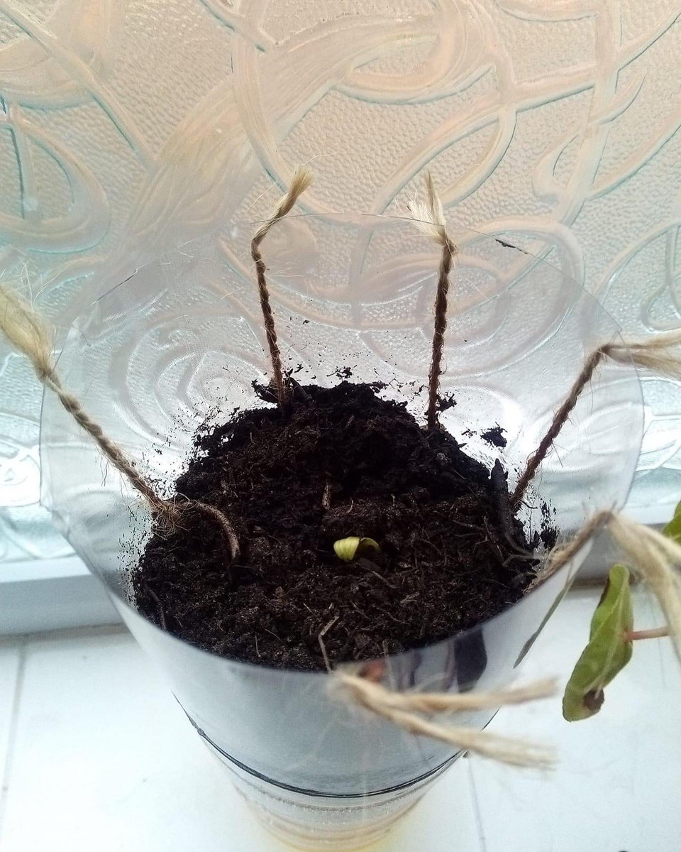 Fylderepaircafe's tweet photo. Our repurposed water bottles are working! Cucumber &amp; Aubergine seeds for Home Ed group are growing after 1week #Sustainability #growyourown #skillsharing https://t.co/1GeRFE8Pua