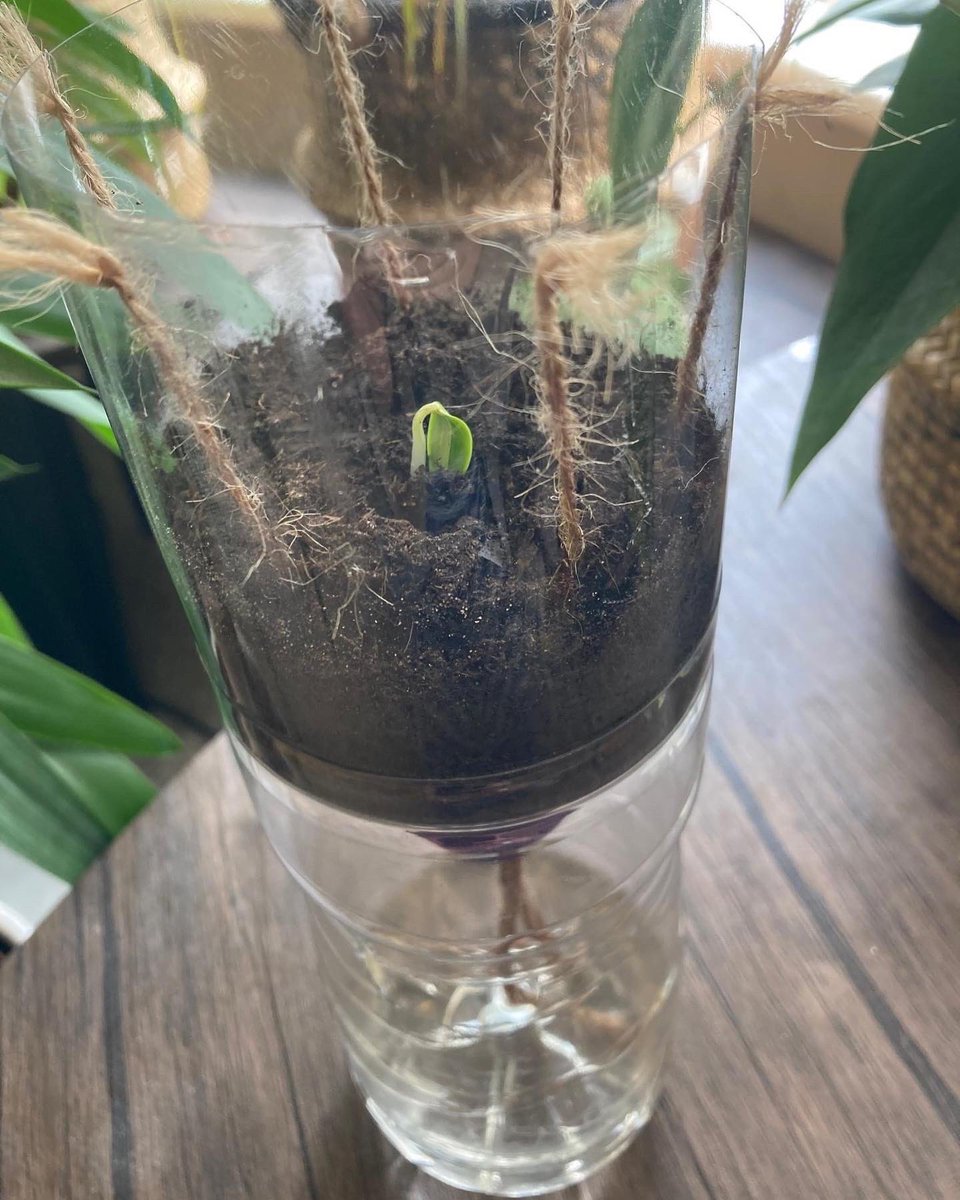Fylderepaircafe's tweet photo. Our repurposed water bottles are working! Cucumber &amp; Aubergine seeds for Home Ed group are growing after 1week #Sustainability #growyourown #skillsharing https://t.co/1GeRFE8Pua