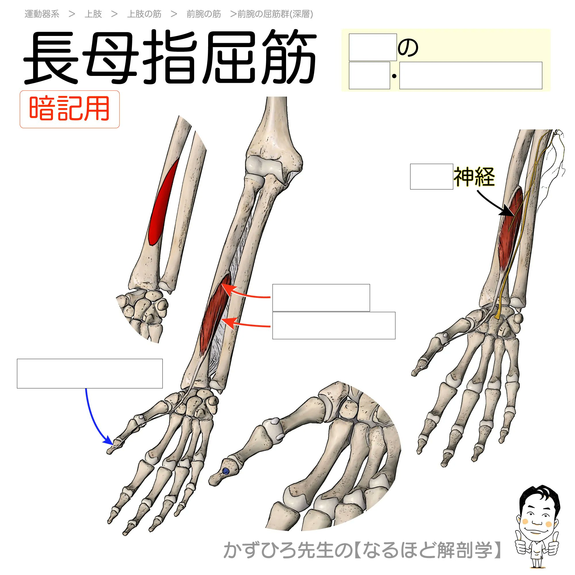 ケント脊椎動物の比較解剖学 / ケント，ジョージ・C