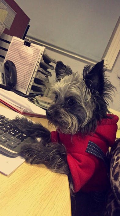 accountsNE's tweet photo. Today we have a little helper in the office! Charlie is helping keep on top of all your monthly bookkeeping 🐶 https://t.co/Kwnqvcq95R