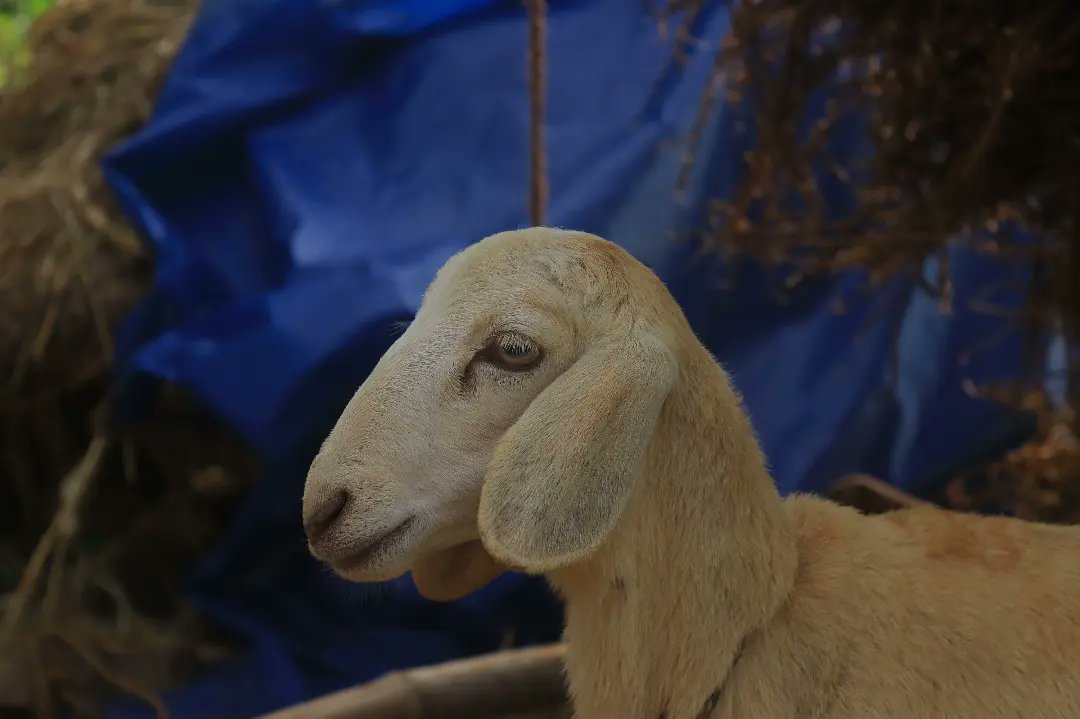 DhinaDevid's tweet photo. A sheep–goat hybrid is the offspring of a sheep and a goat.#asheep #wildlifephotography #animals #natgeo #nationalgeographic #discovery @natgeoindia @discovery @canonindia_official https://t.co/4F4qOlmaHV