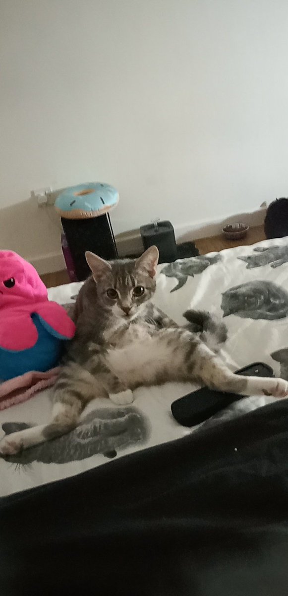 demonicmo60's tweet photo. @ParryNormals I showed my cat your picture of budder cat how elegant he looks in his orange rob and to sit up stop slouching he just lazy ha https://t.co/g1jQazHzLw