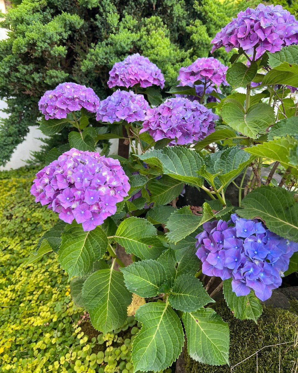 dr_pariissa's tweet photo. #Frenchhydrangea #گل ادریسی https://t.co/mt9cf3t6j5