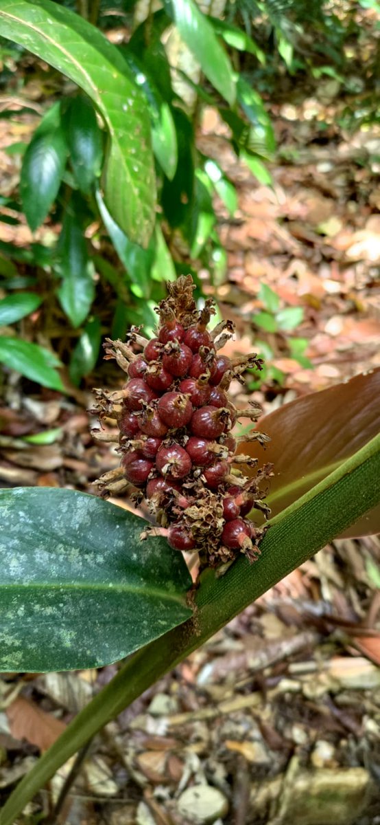 Alliance for Conservation Tree Genomics (@actgenomics) on Twitter photo Ending our #GGI_grant fieldwork in #Teraja, #Brunei today, with tropical downpours, fruiting #Annonaceae, #Litsea #Lauraceae, and #Plagiostachys #Zingiberaceae; all now heading for the BioBank@UBD_IBER and BRC garden @BRIT_org <a href="/bgci/">Botanic Gardens Conservation International</a> <a href="/LinskyJean/">Jean Linsky</a> #GGI_grant #genomics #conservation Ending our #GGI_grant fieldwork in #Teraja, #Brunei today, with tropical downpours, fruiting #Annonaceae, #Litsea #Lauraceae, and #Plagiostachys #Zingiberaceae; all now heading for the BioBank@UBD_IBER and BRC garden @BRIT_org <a href="/bgci/">Botanic Gardens Conservation International</a> <a href="/LinskyJean/">Jean Linsky</a> #GGI_grant #genomics #conservation