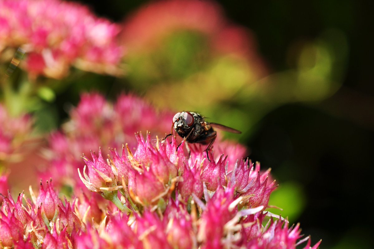 #naturephotography #nature #naturelovers #macro #macronature #macro_brilliance #macrophotography #macroflowers #macro_captures #flower_perfection #flowerpic #flowers