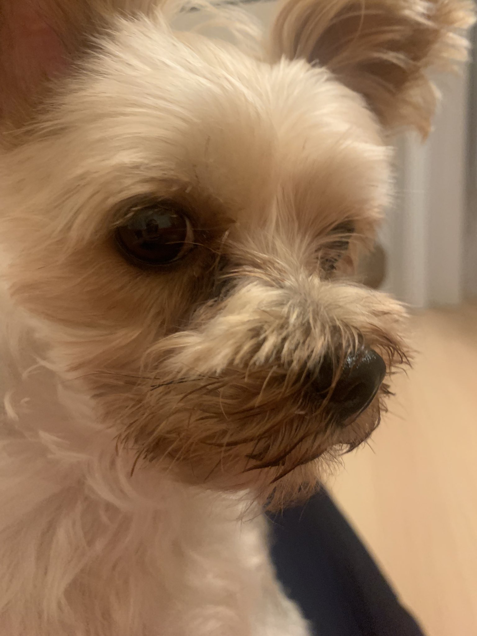 ハツナ コミュニケーションアカデミー メンチの紹介 通称 メンチ 本名はリアム 由来 飼い主が仕事を始めると 顔面まえで メンチ切って 邪魔をするところから 性別 メス 女の子です 犬種 ヨークシャーテリア 得意技 顔面メンチ切 ヒップアタック 腹部