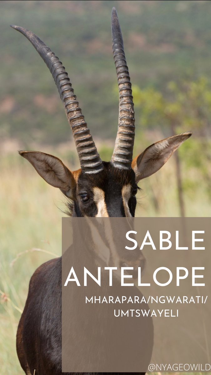 nyageowild's tweet photo. We will always support you @SablesRugbyZW !! This week we have been looking at the national animal? Its the majestic, impressive Sable Antelope. Also known as Ngwarati in Shona or in Ndebele as Umtswayeli. https://t.co/Y8FYH2dQzr