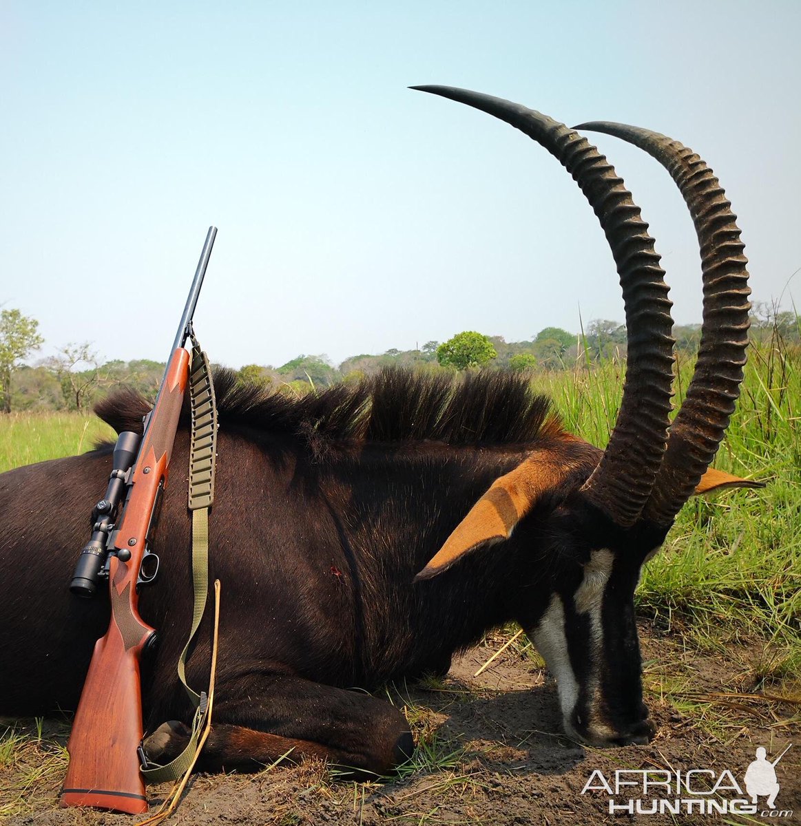 nyageowild's tweet photo. However their population is declining due to Hunting and loss of habitat. DYK Sable Hunting is popular in Zimbabwe, particularly in Matetsi, Sikumi, Ngamo and Mailindi regions? Do you support Trophy hunting? Share your thoughts!! https://t.co/VNGTiQJcOx